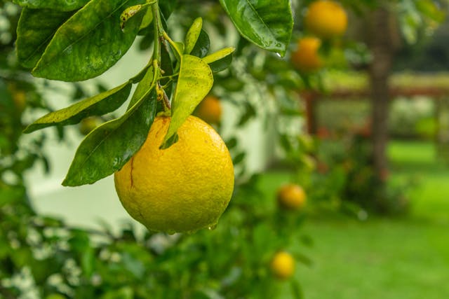 Top 5 des Presses-Citrons Design